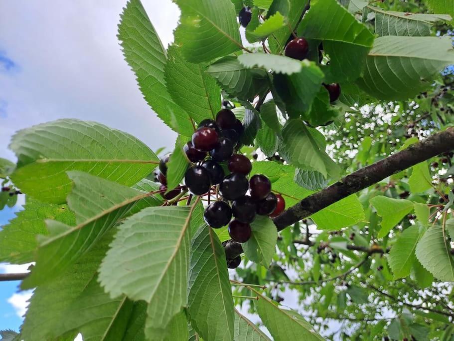 Apartmán Pod Vinogradi Skocjan  Exteriér fotografie