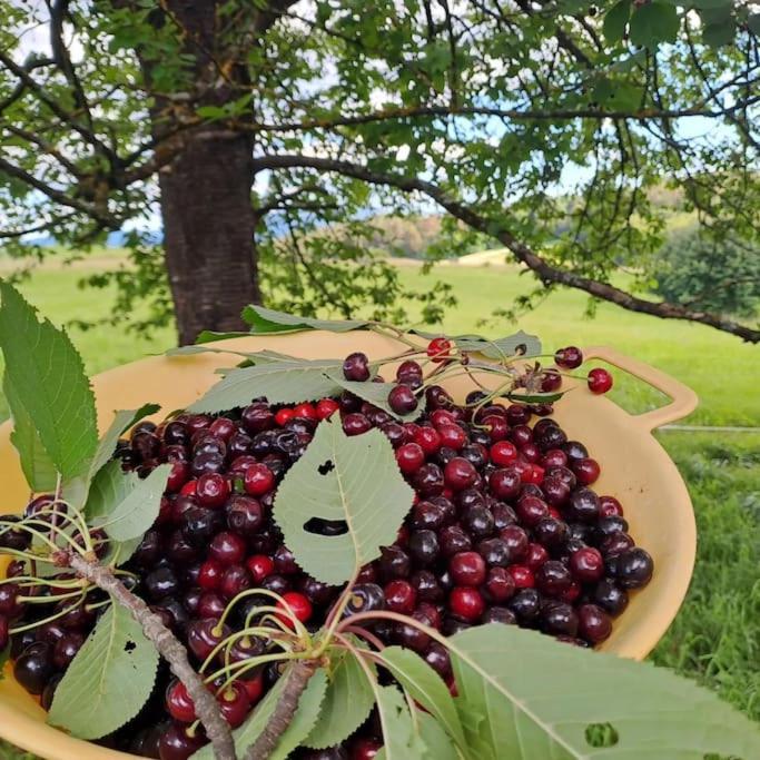 Apartmán Pod Vinogradi Skocjan  Exteriér fotografie